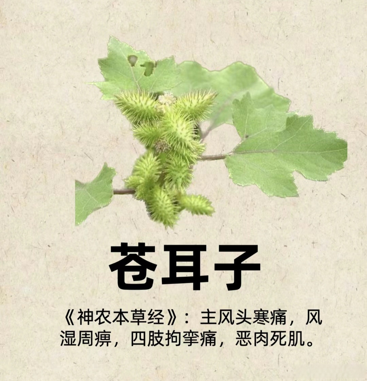 常见中草药图谱 ,涨知识.[并不简单]