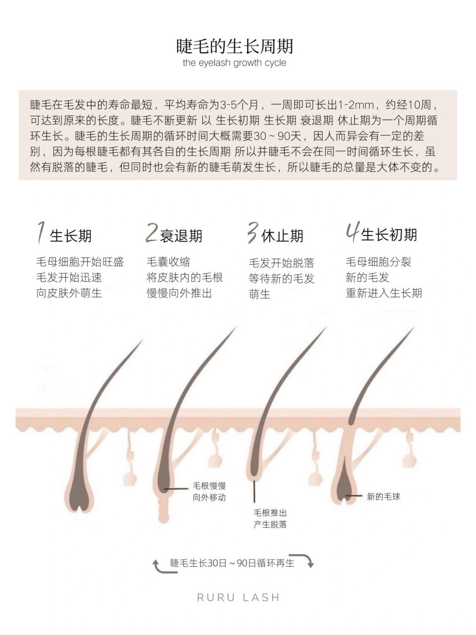 睫毛生长周期图解 睫毛在毛发中的寿命最短,平均寿命为3-5个月,一周