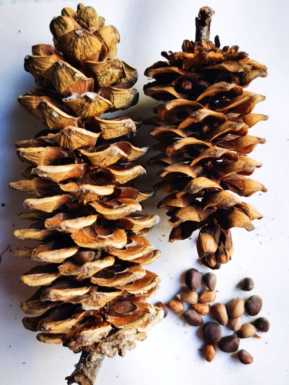 华山松果实记录!