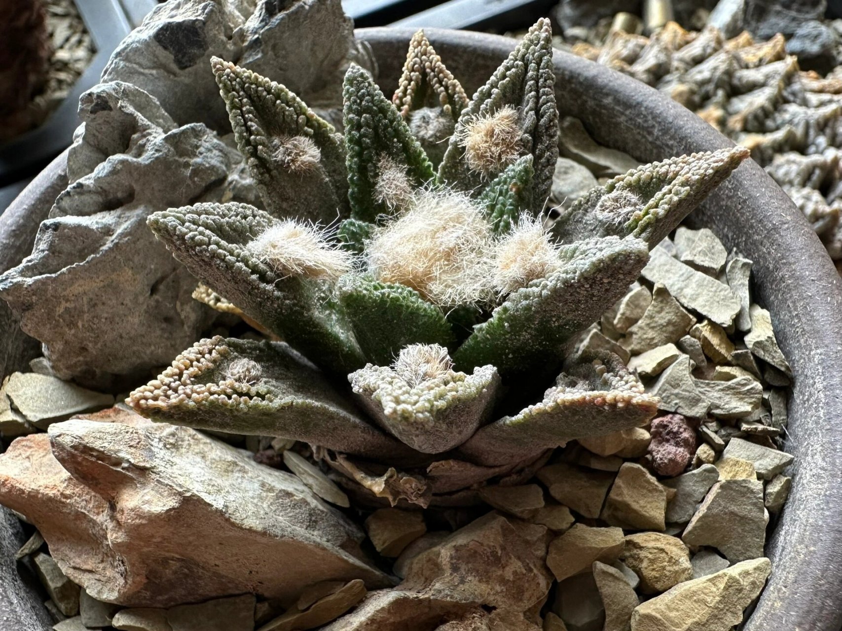 勃氏牡丹 若干姿态下的勃氏牡丹,古老又精巧.#仙人球