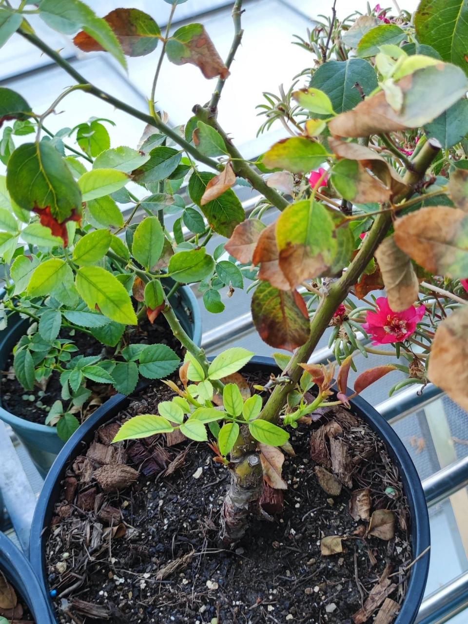 月季严重肥害该如何补救 换完土没多久,洒了农资店的复合肥,后面几天