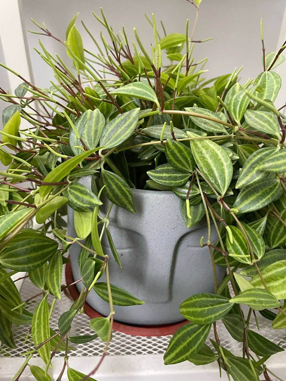 白脉椒草开花(丑哭) 今年春天突然长出这种棒棒的杂毛,我以为是叶子的