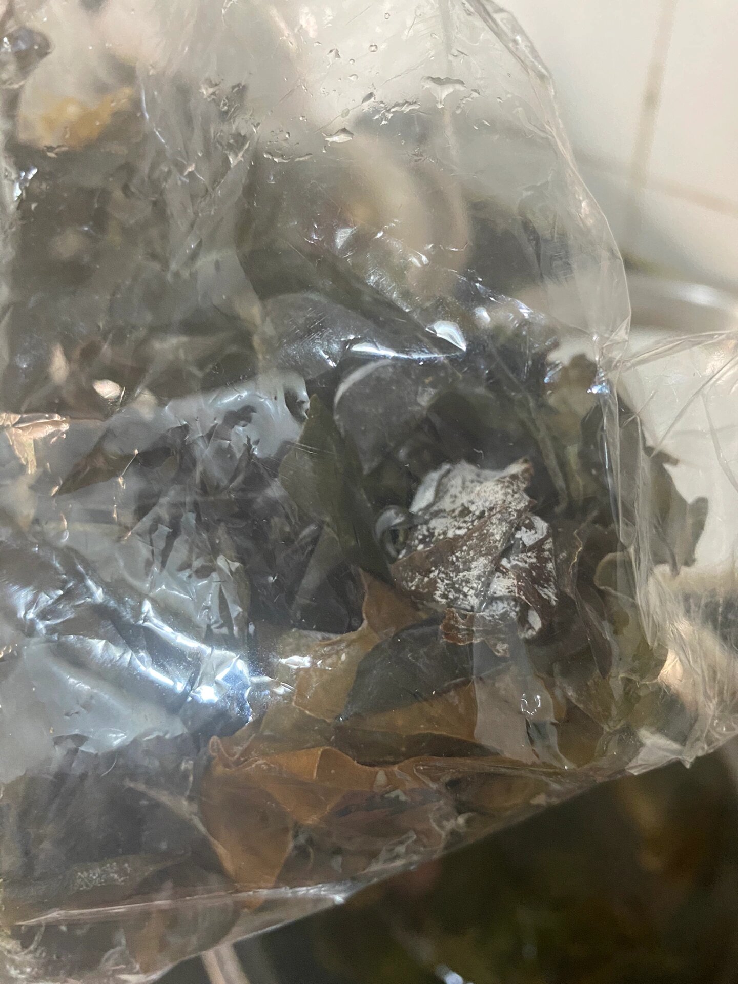 干海带发霉了能不能吃?