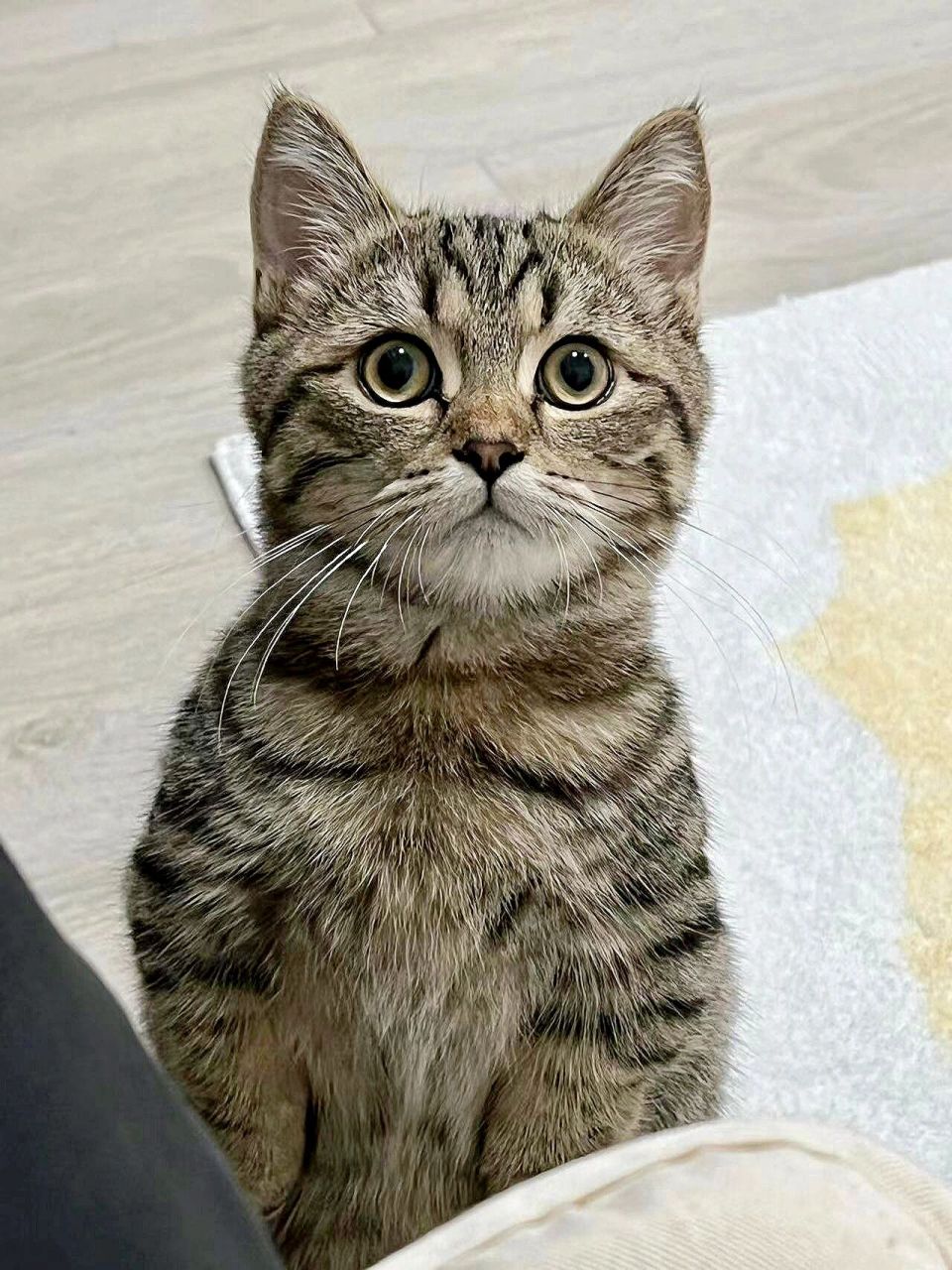 狸花or棕虎斑傻傻分不清 我的猫,只要你健康就好