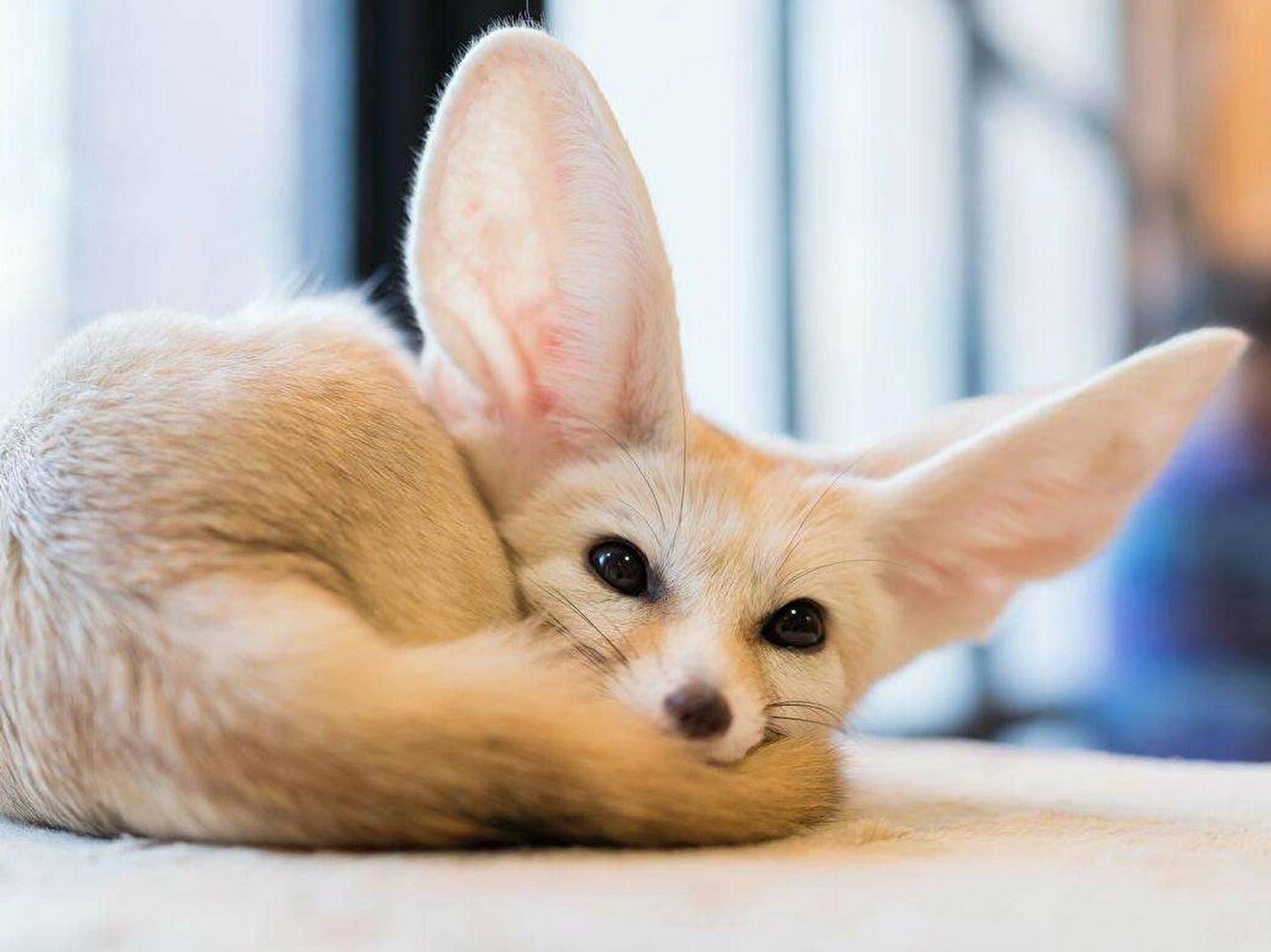 耳廓狐:疯狂动物城里的芬尼克原来是它99 学名:耳廓狐 别称:大耳小