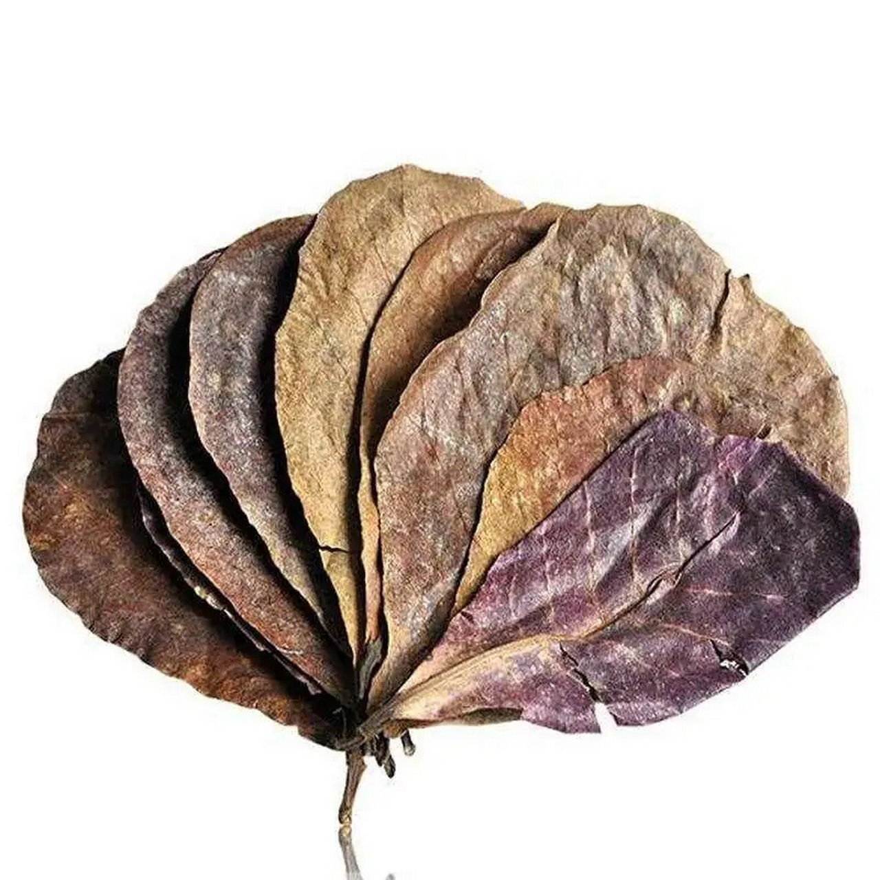 95养鱼知识:榄仁叶 榄仁叶是榄仁树的叶子,它能够迅速安全地使得