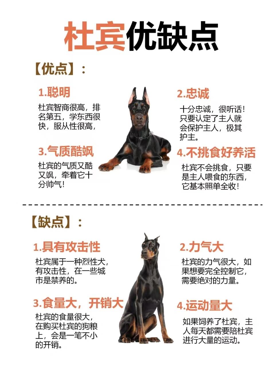 挑战每天认识一只狗狗~杜宾 🌈杜宾犬起源于中世纪欧洲,它们的祖先