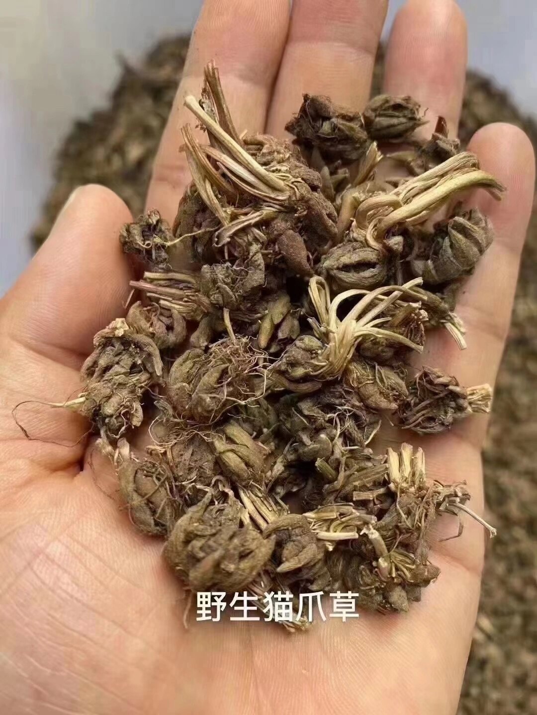 中药猫爪草基础研究与临床应用(中药猫爪草基础研究与临床应用综述)