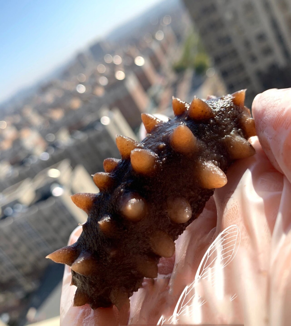 关于海参的泡发率 随手拍几张图片,代表我对獐子岛野生海参的喜欢😘