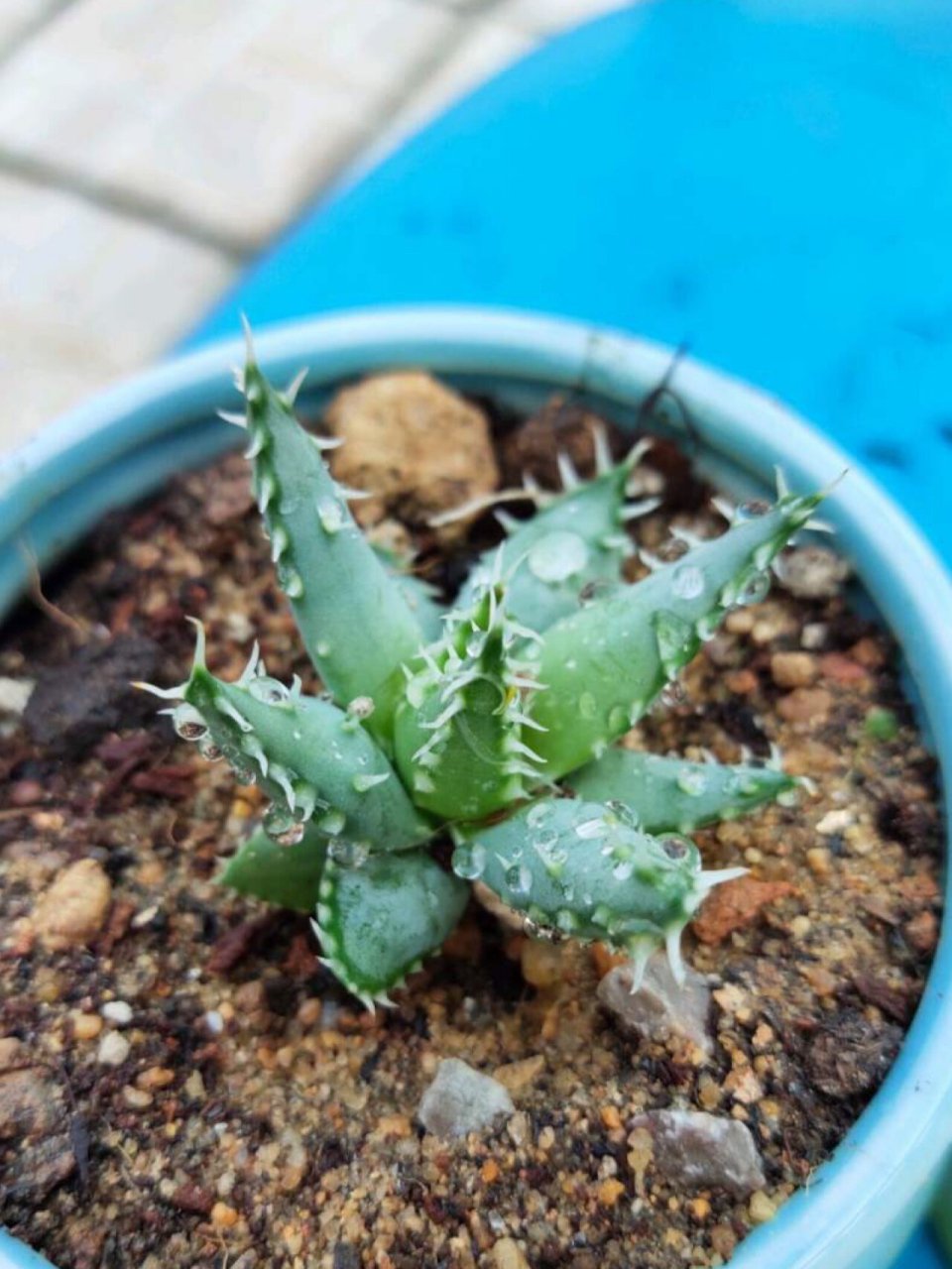 黑魔殿芦荟图片和介绍图片