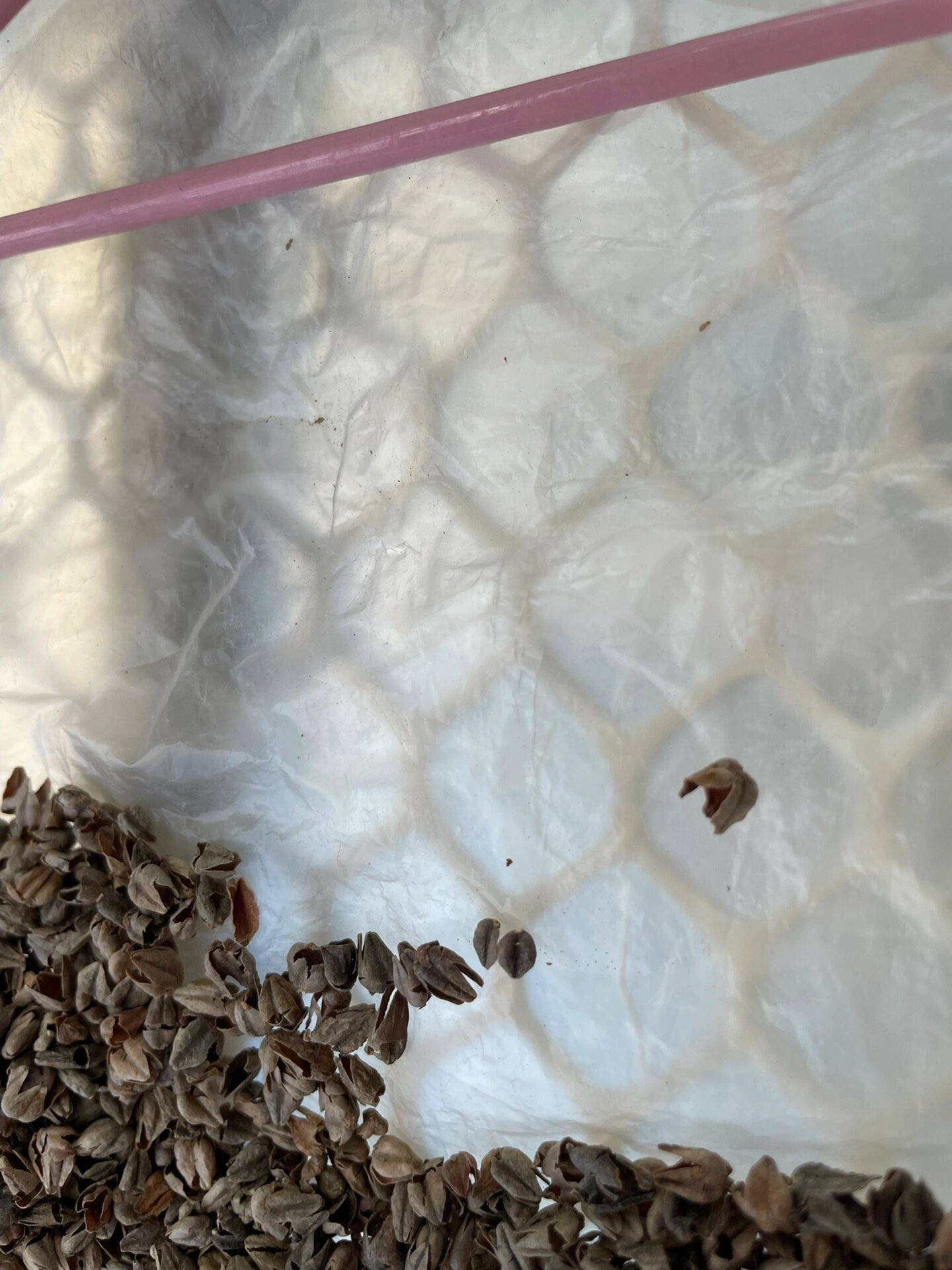 用了半年的荞麦枕生虫了 用了半年的荞麦枕生虫了,睡觉发现枕头底下一