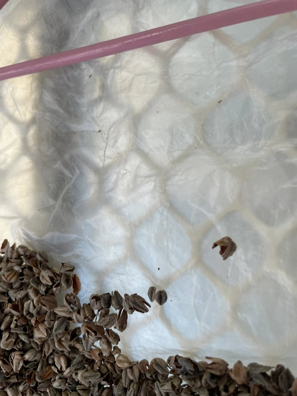 用了半年的荞麦枕生虫了,睡觉发现枕头底下一大片小虫子,肉眼要很认真
