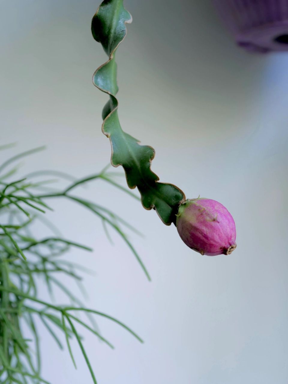 卷叶昙花 - 仙人掌科的植物 近日发现了它开败的花苞 果然"昙花"惨鬃