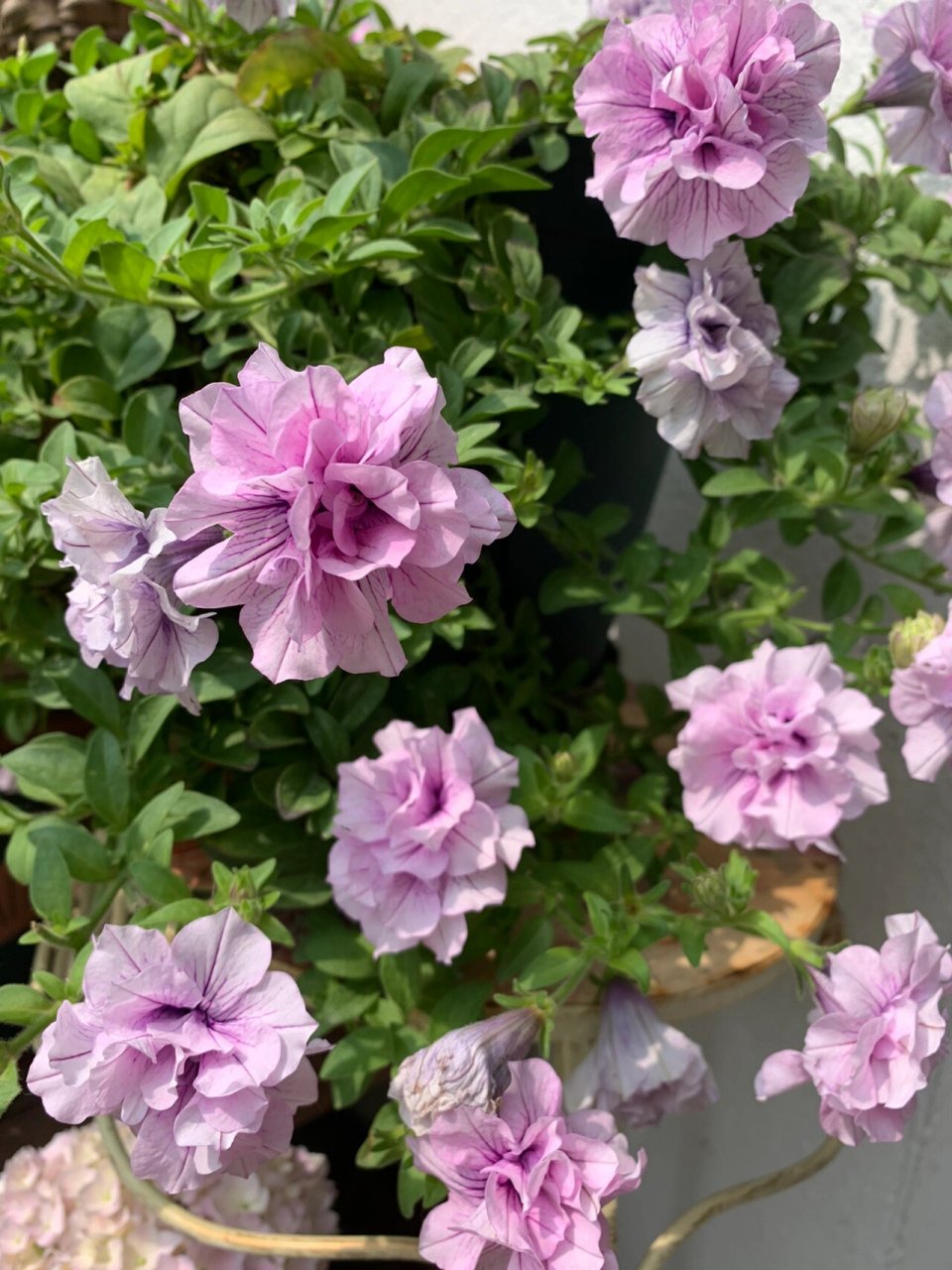 网红冰淡紫矮牵牛养护说明 冰淡紫矮牵牛因为颜色仙,重瓣又容易爆花