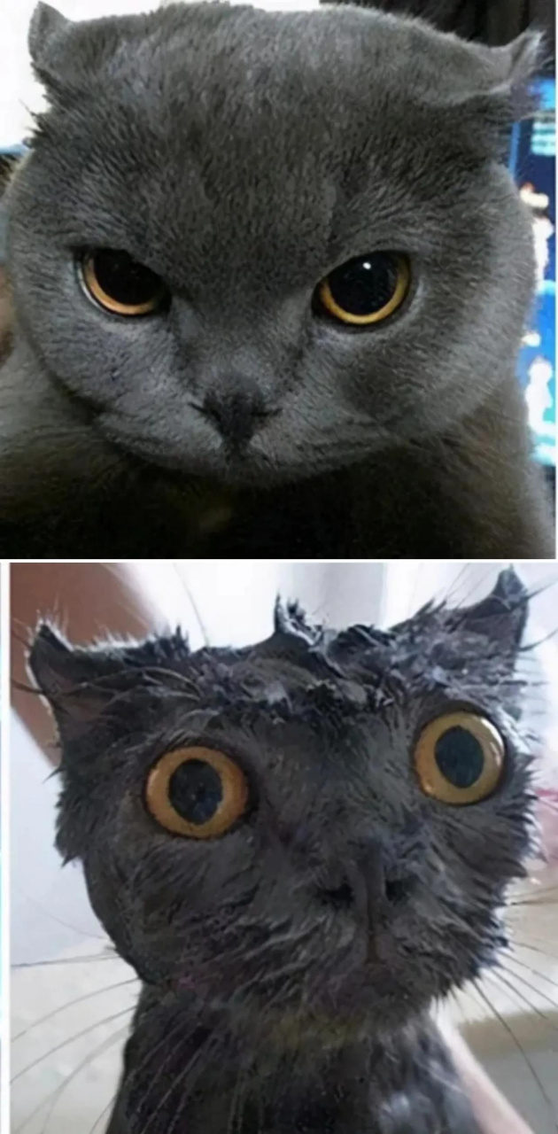 猫猫洗澡前后对比,洗澡前是大圆脸,腮帮子圆鼓鼓的.