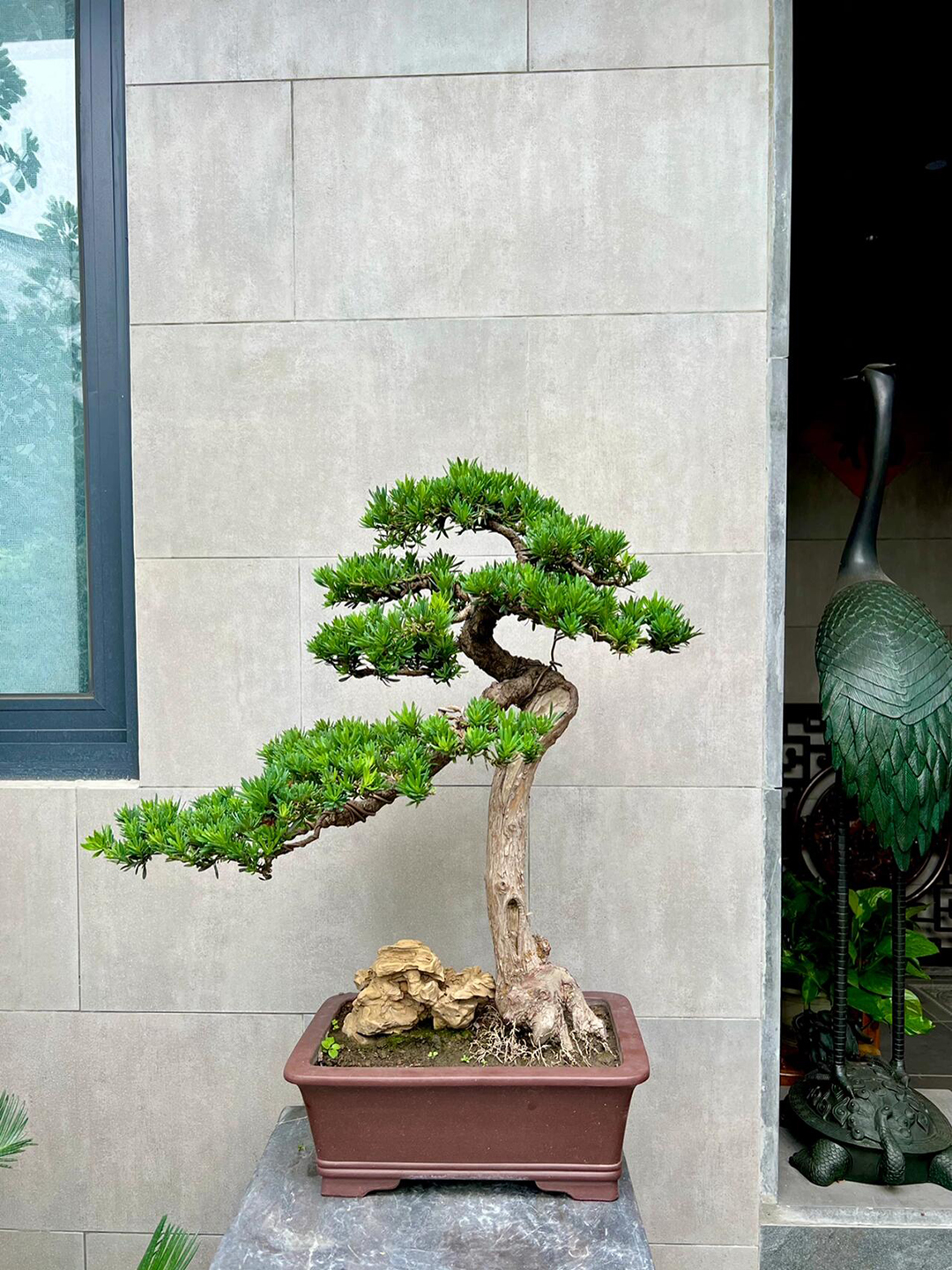 罗汉松造型树图片大全