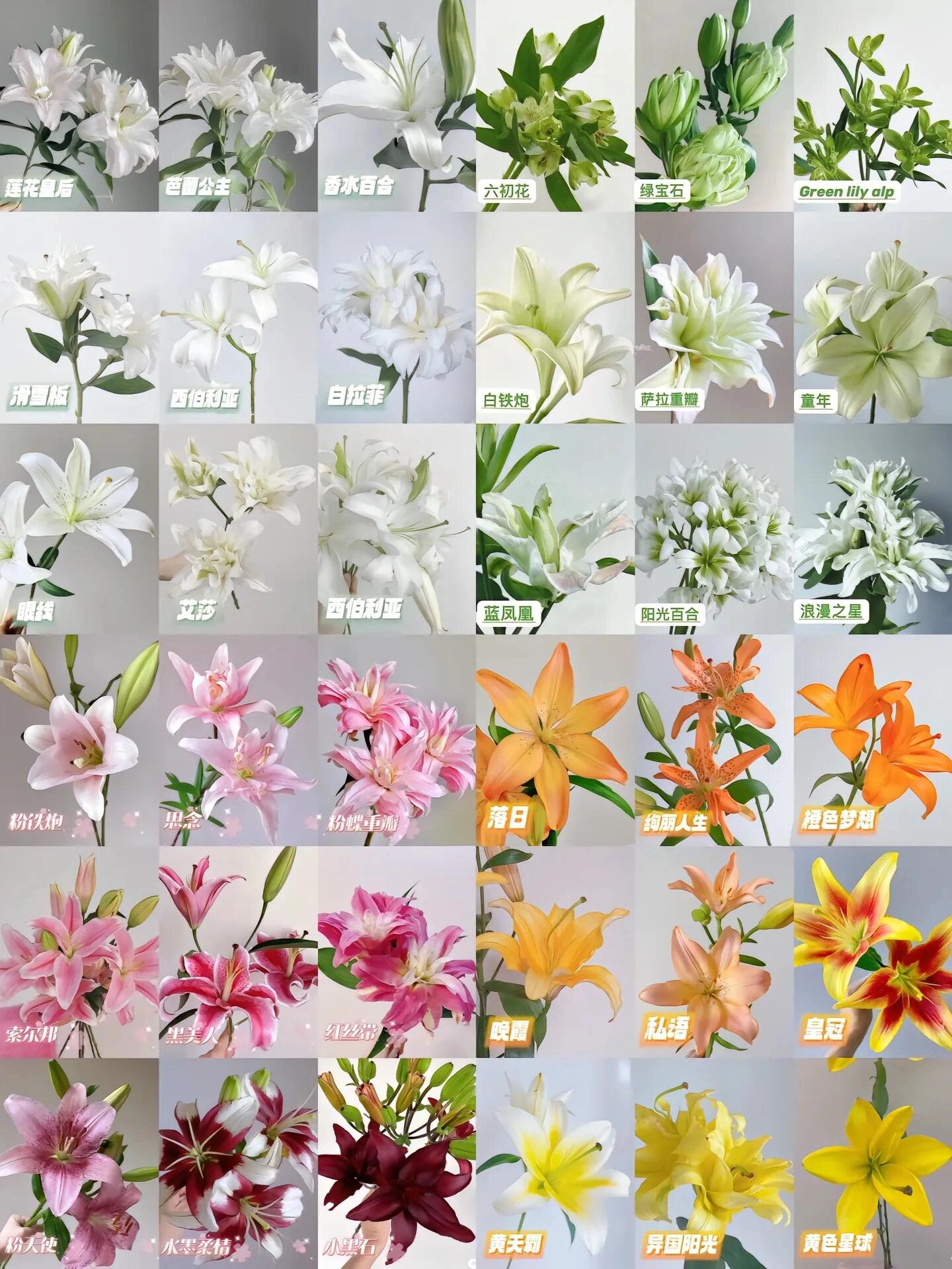 36种不同颜色百合