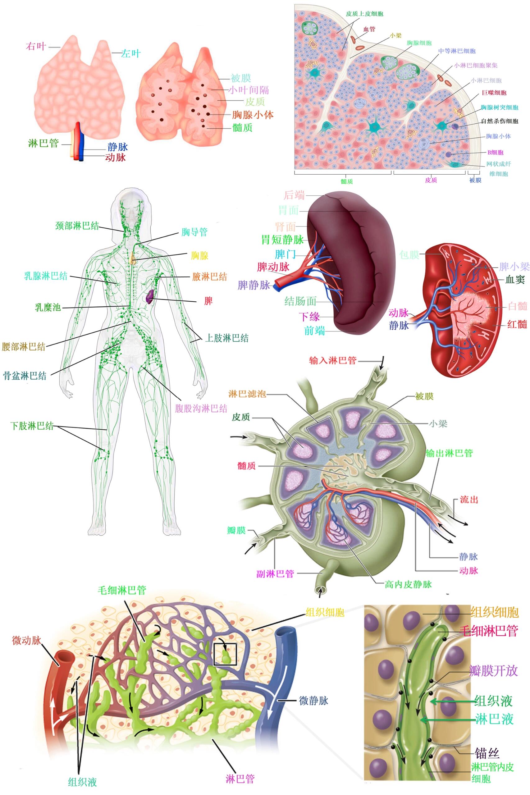 淋巴图片图图片