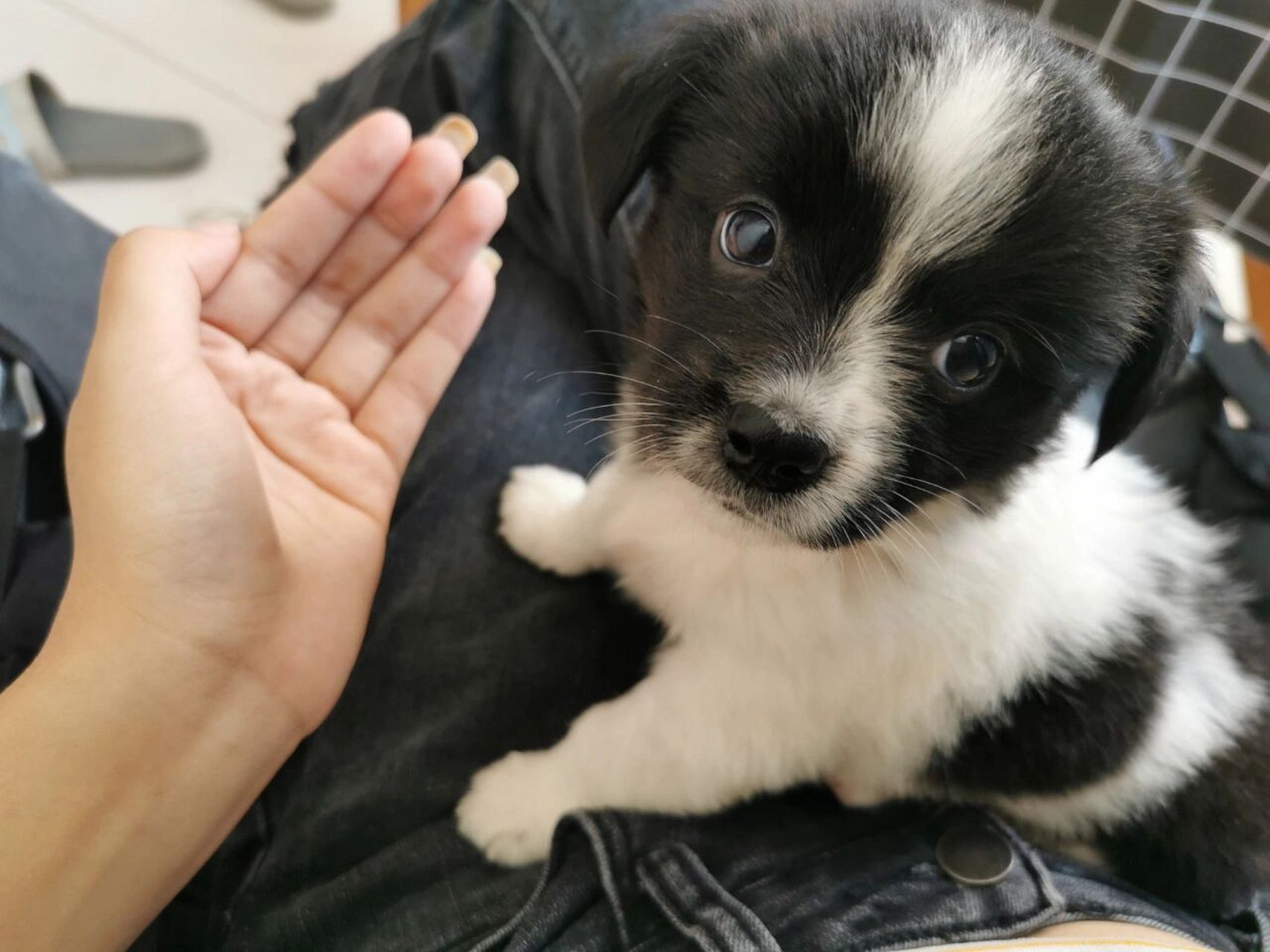 刚刚领养了一只狗狗,原主人说是蝴蝶犬,我想知道这是蝴蝶犬串了啥