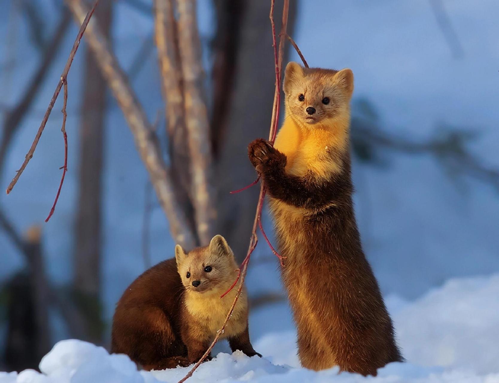 每天了解一种动物|紫貂 91中文名:紫貂 91拉丁学名:martes