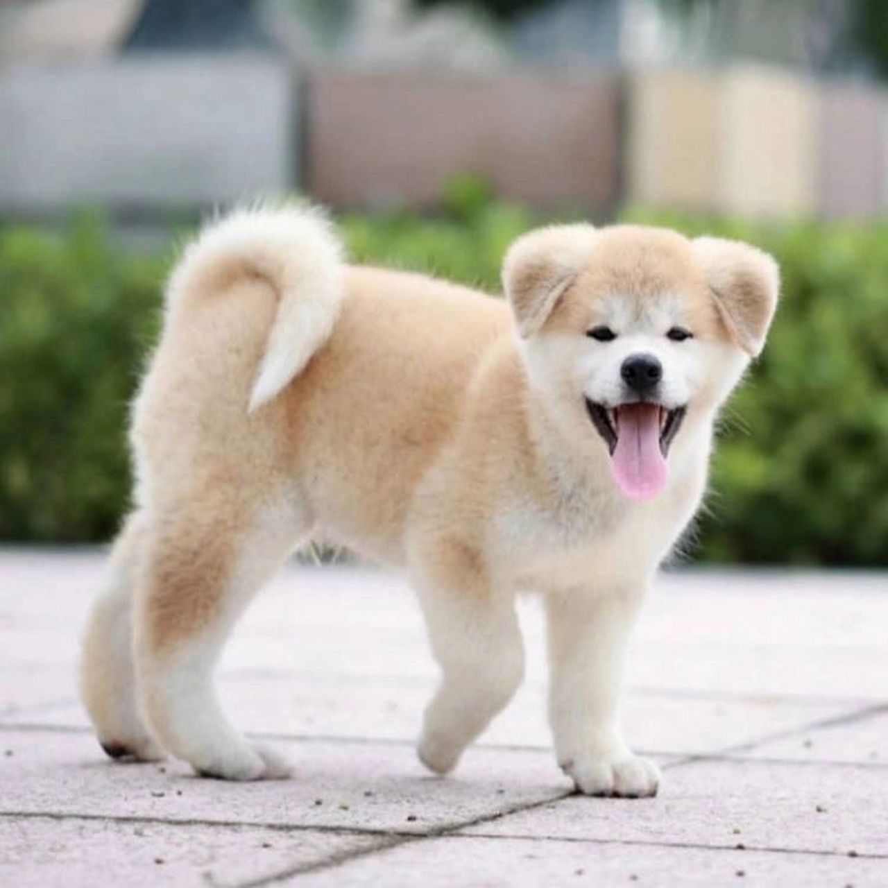 秋田犬的价格区间 1,宠物级别秋田犬 现在大部分的个人购买秋田犬的