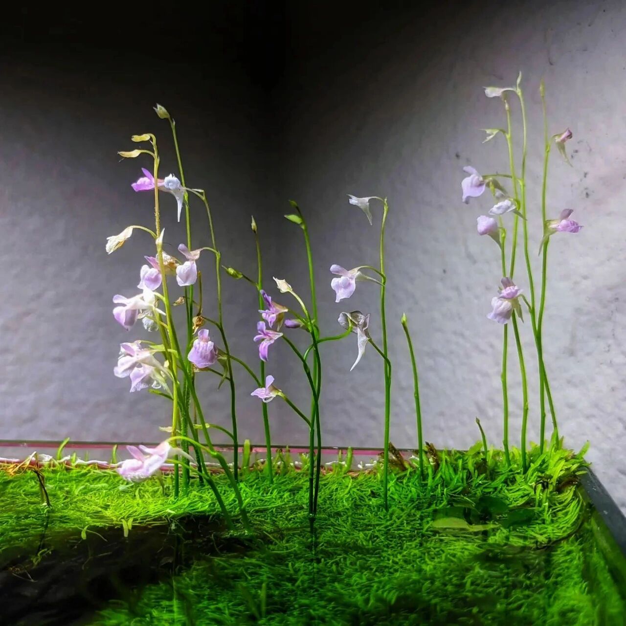 狸藻景观 禾叶狸藻也就是草缸里用的挖耳草,用它做水上叶造景开花后