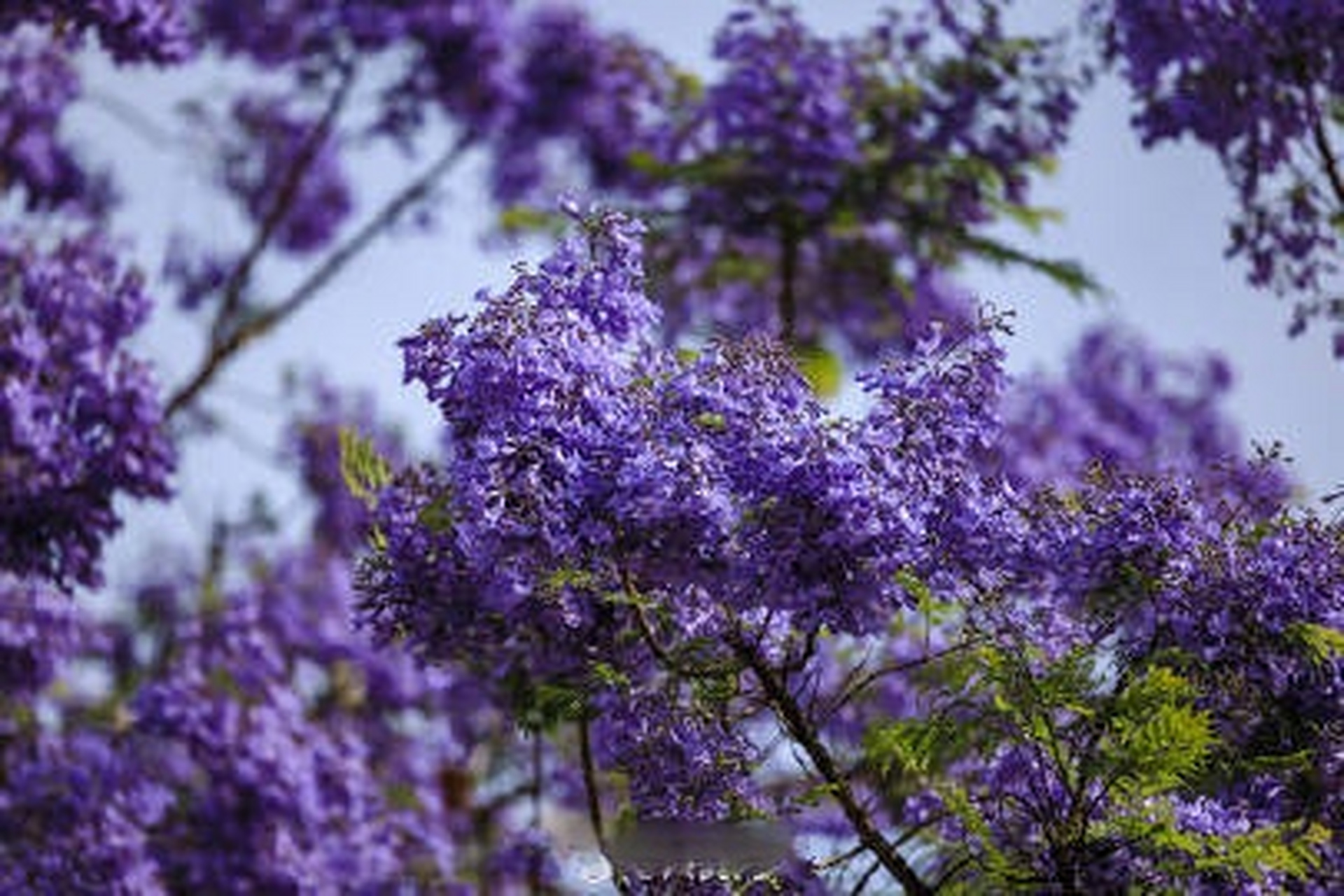 文明赏花