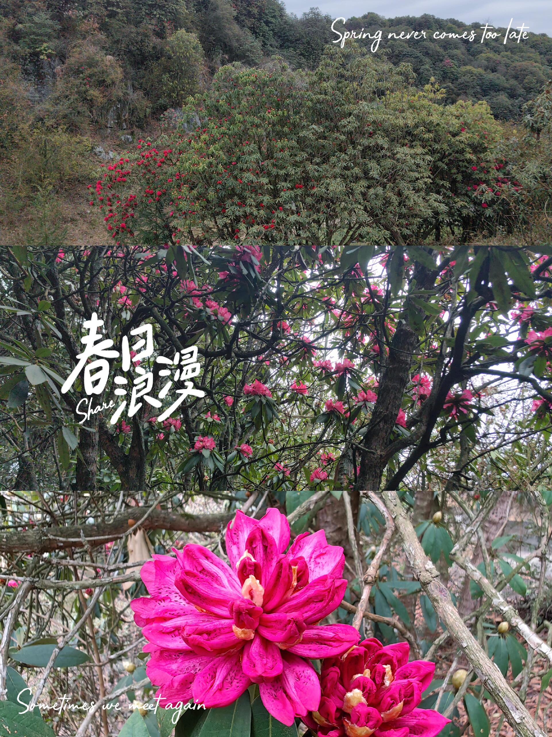 3月20日贵州百里杜鹃金坡景区杜鹃花