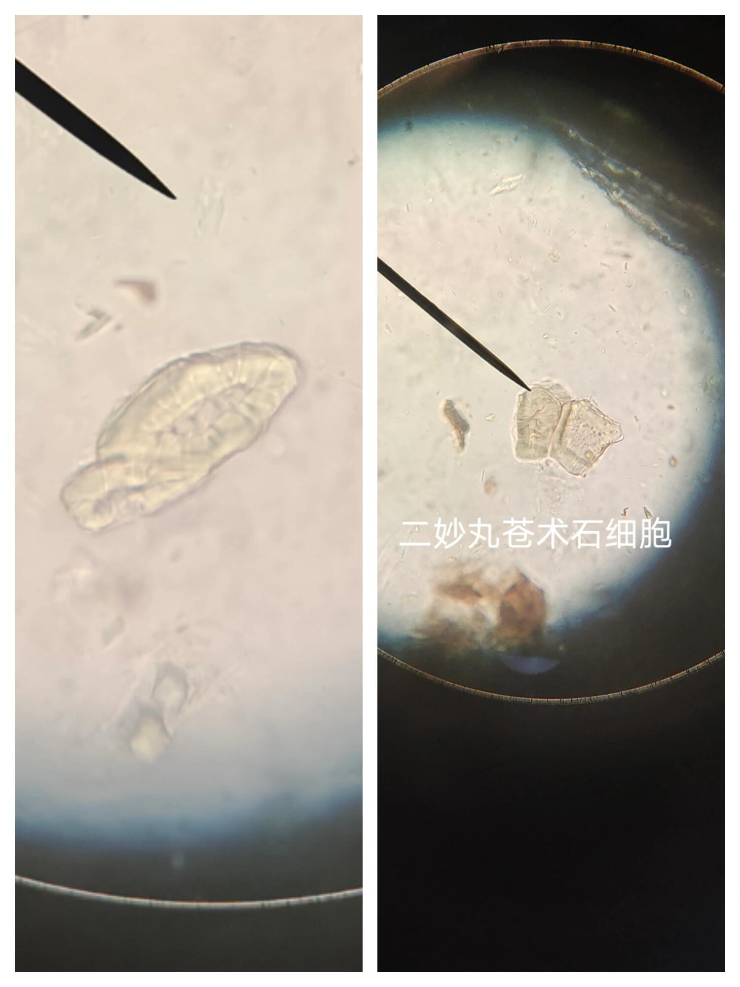 二妙丸纤维鉴别 眼瞅瞎了就是找不到苍术的草酸钙针晶 如果谁有的话