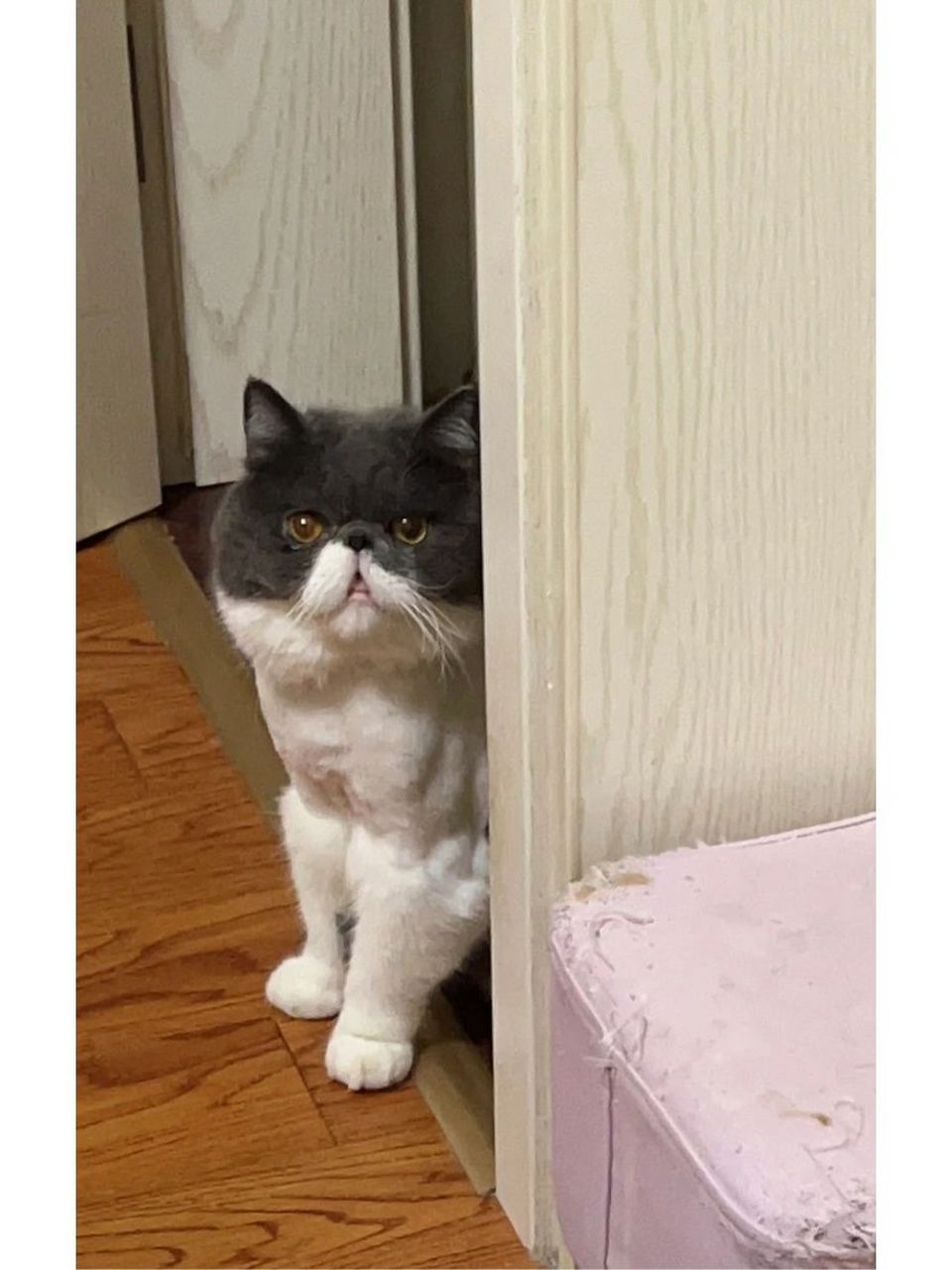 猫咪可以活多久 我家豆包五岁了,也不知道还能陪我多久,今天查了一下