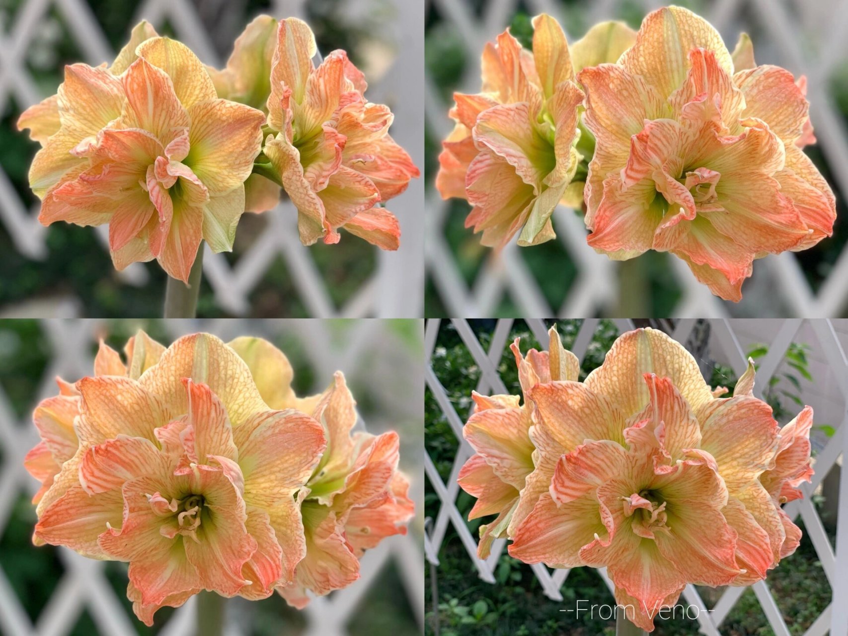 朱顶红强烈推荐丨异域仙女/异域妮芙 1.