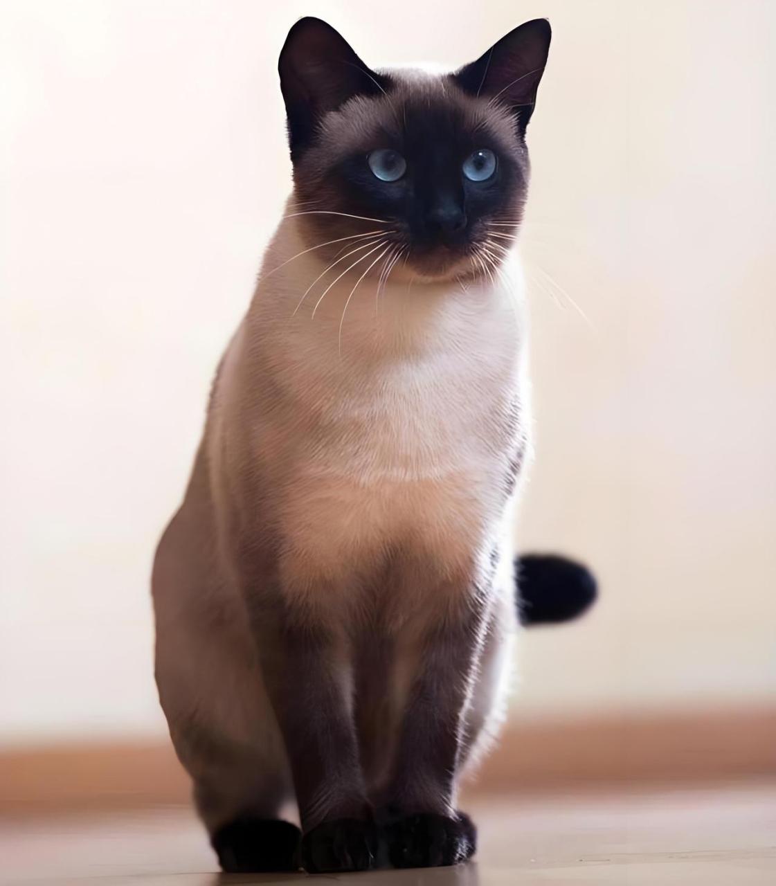 今日主角——暹罗猫  历史与起源  暹罗猫,源自泰国皇室,曾是宫廷秘宝