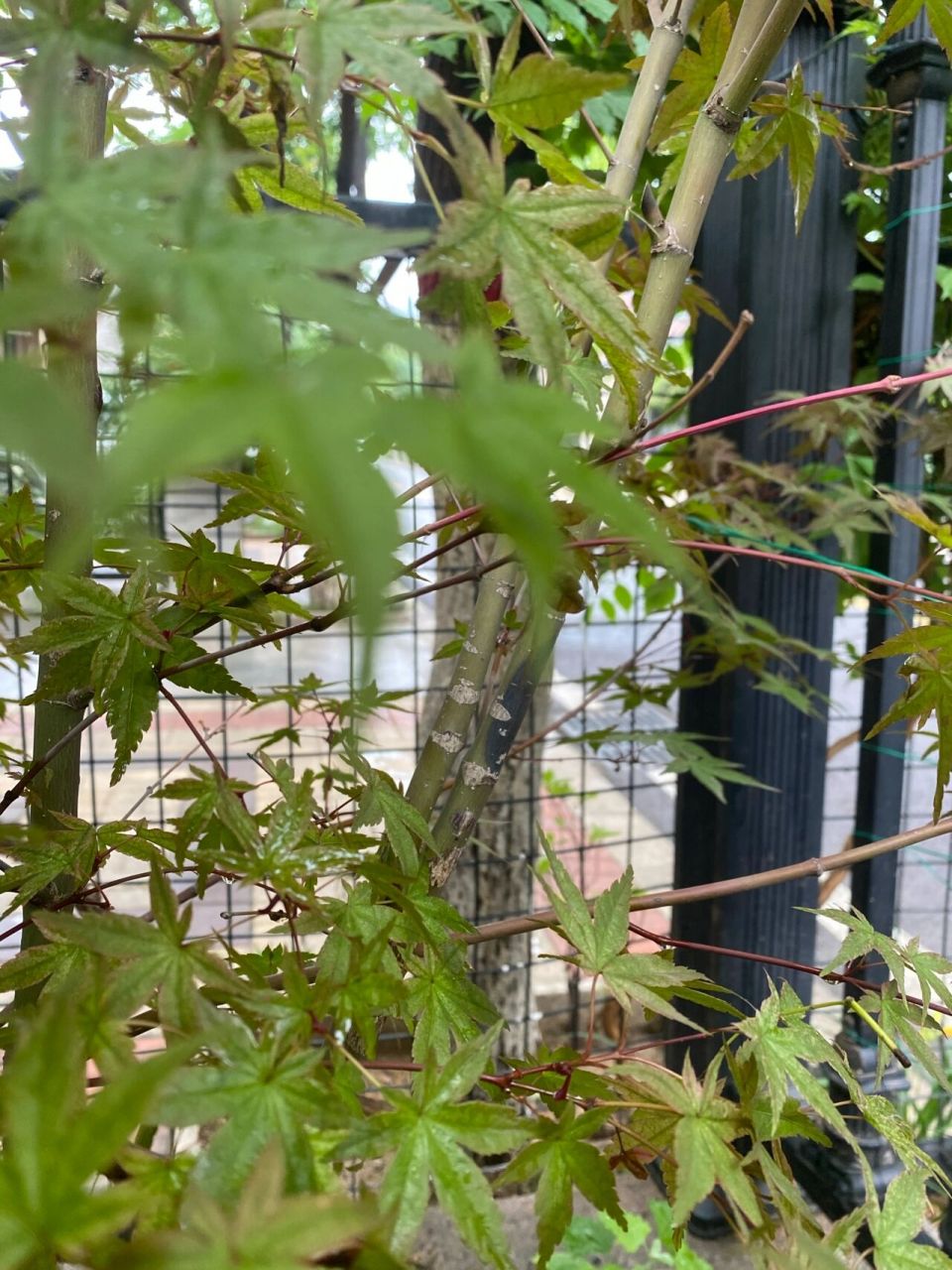 枫树黑杆了,怎么办