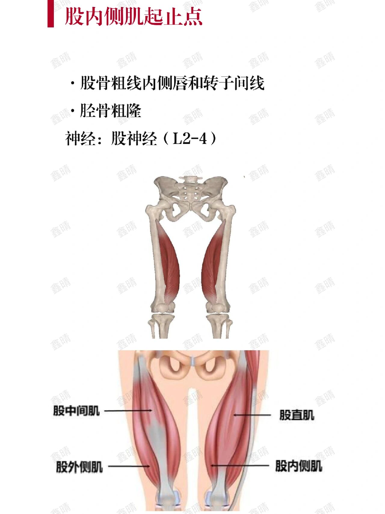 大腿内侧肌群图片