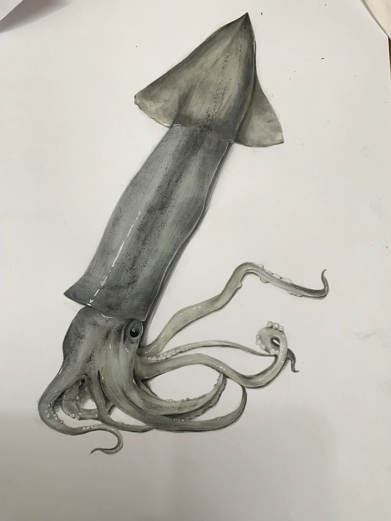 临摹 马克笔鱿鱼