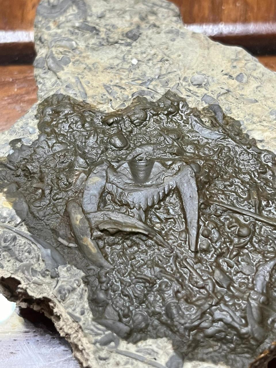 在莱芜的山里捡到了燕子石,这是三叶虫的化石,因其化石虫体形如飞燕