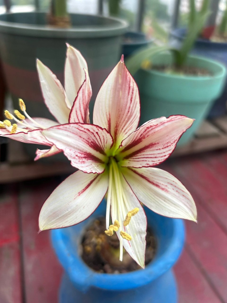 朱顶红-蜻蜓06,唯美灵动的品种-开花图9393 朱顶红-蜻蜓,灵动