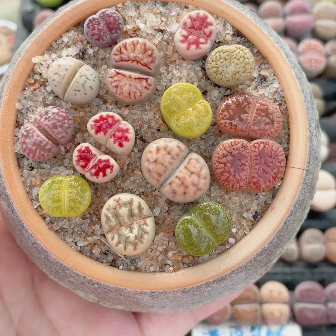 每天分享一种多肉 生石花 像小元宝一样 可可爱爱的