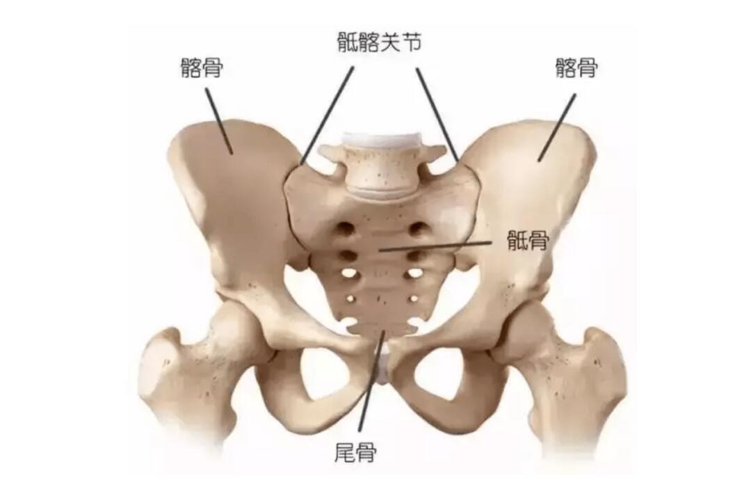 耻骨和尾骨的位置图图片