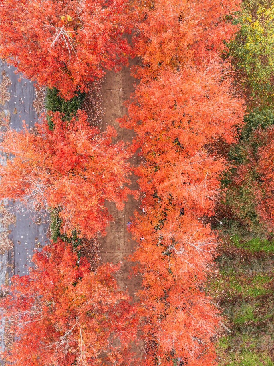 苏州每年这个季节 到处都是美景 这条位于阳澄半岛的宝藏红枫小道枫叶
