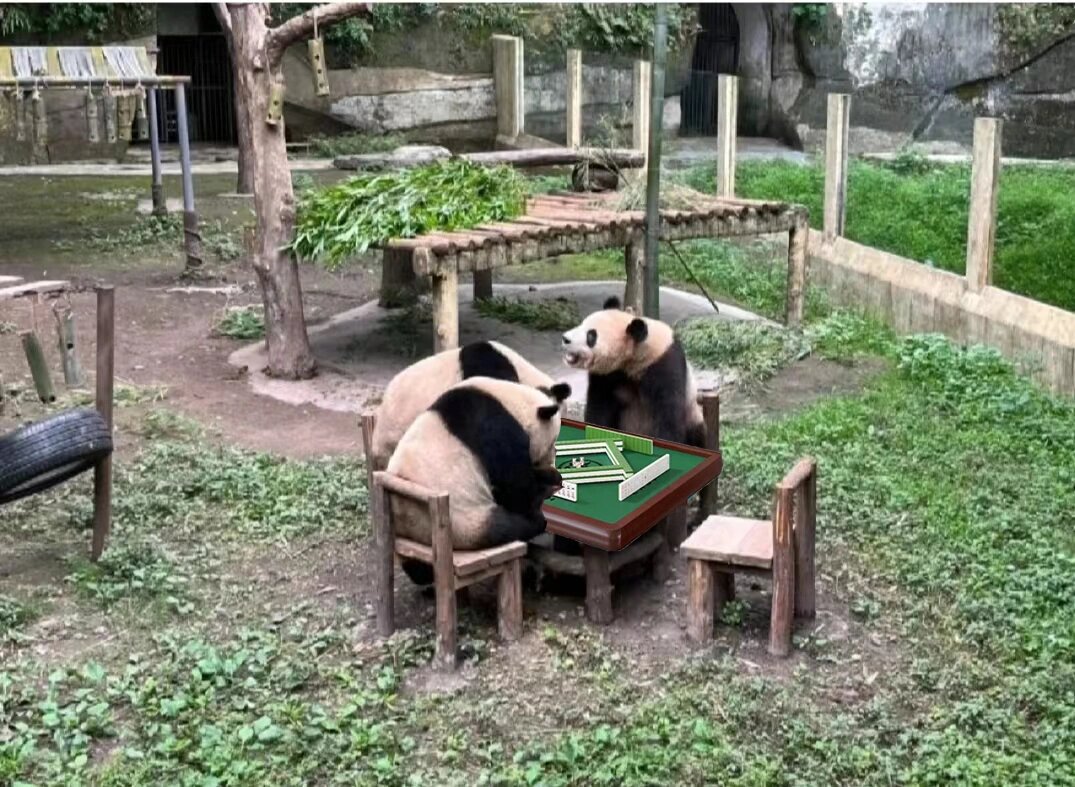 大熊猫打麻将实锤