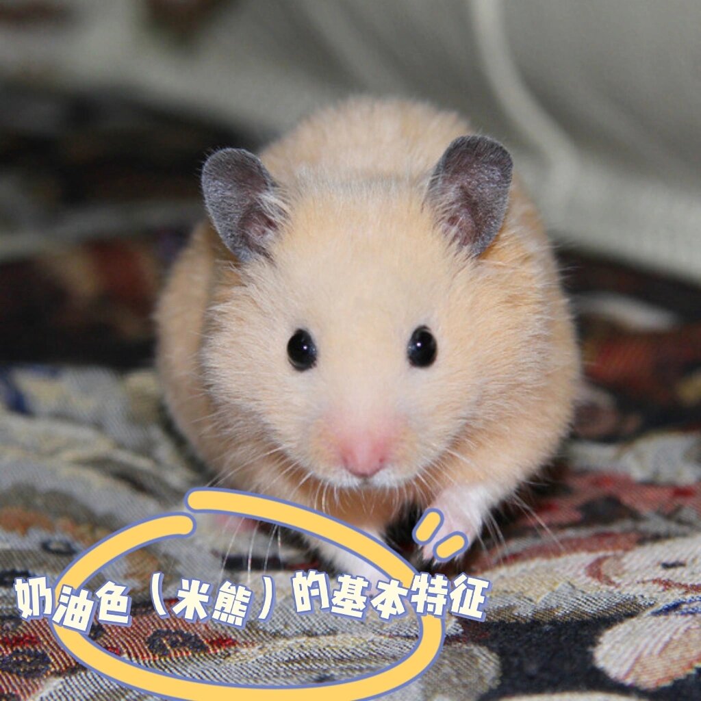 奶油色金丝熊(米熊)的基本特征