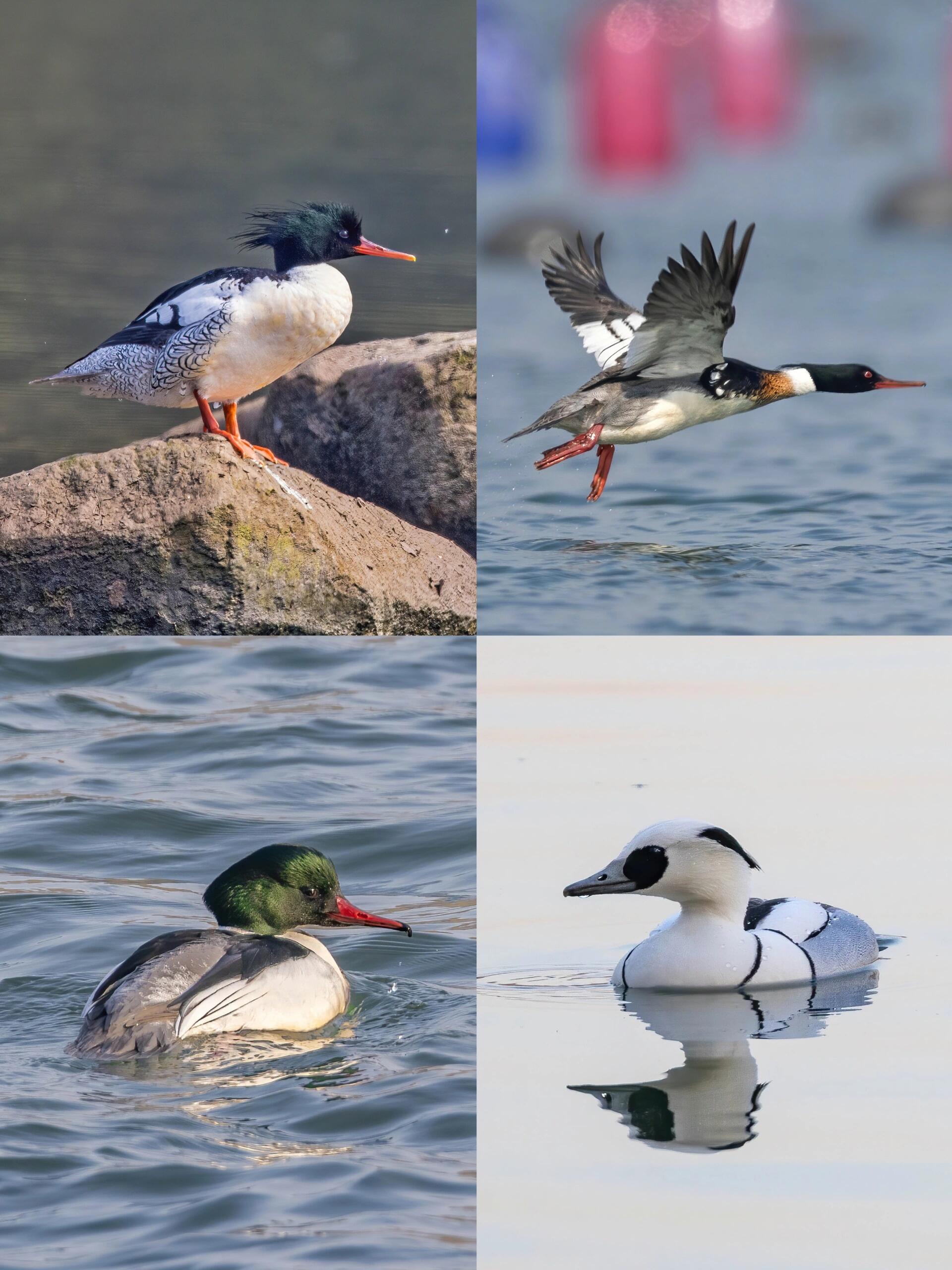 凑齐中国的4种秋沙鸭