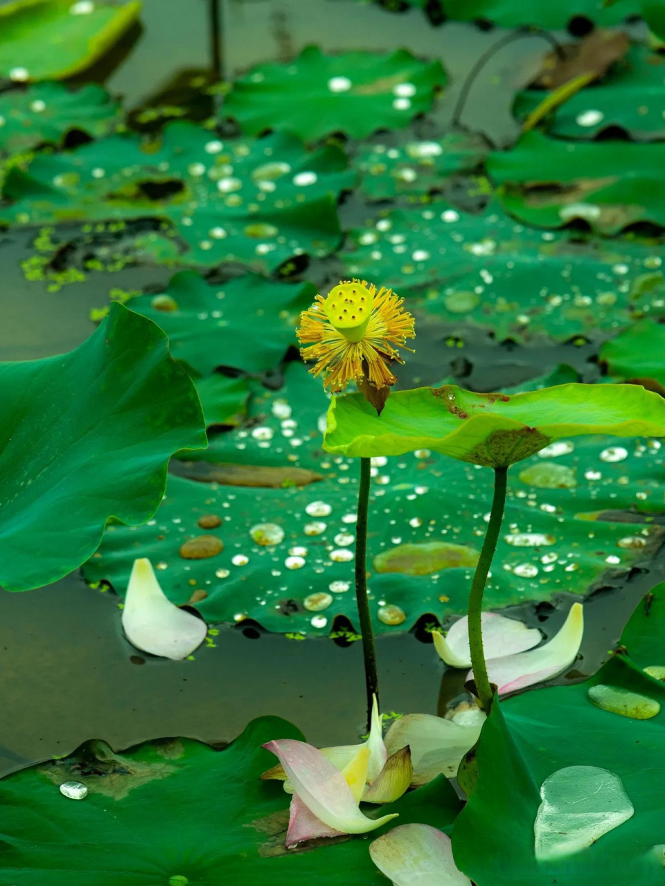 荷叶青青,承雨之珠,晶莹剔透,如珍似宝.河水清清,映荷影重重.