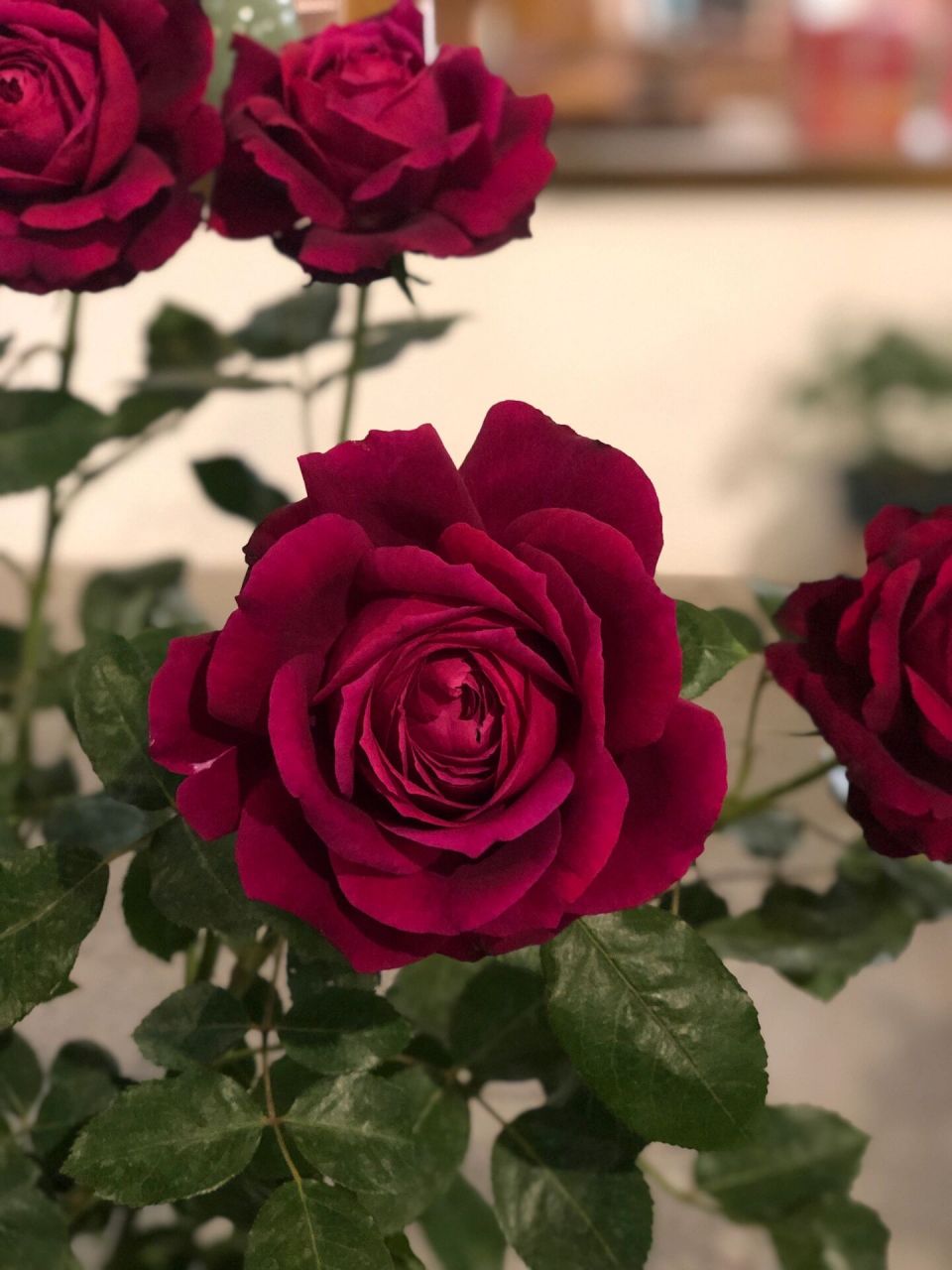 詹尼斯月季(爱情之花) 詹尼斯月季的颜色是偏玫红色,花瓣层层叠叠非常