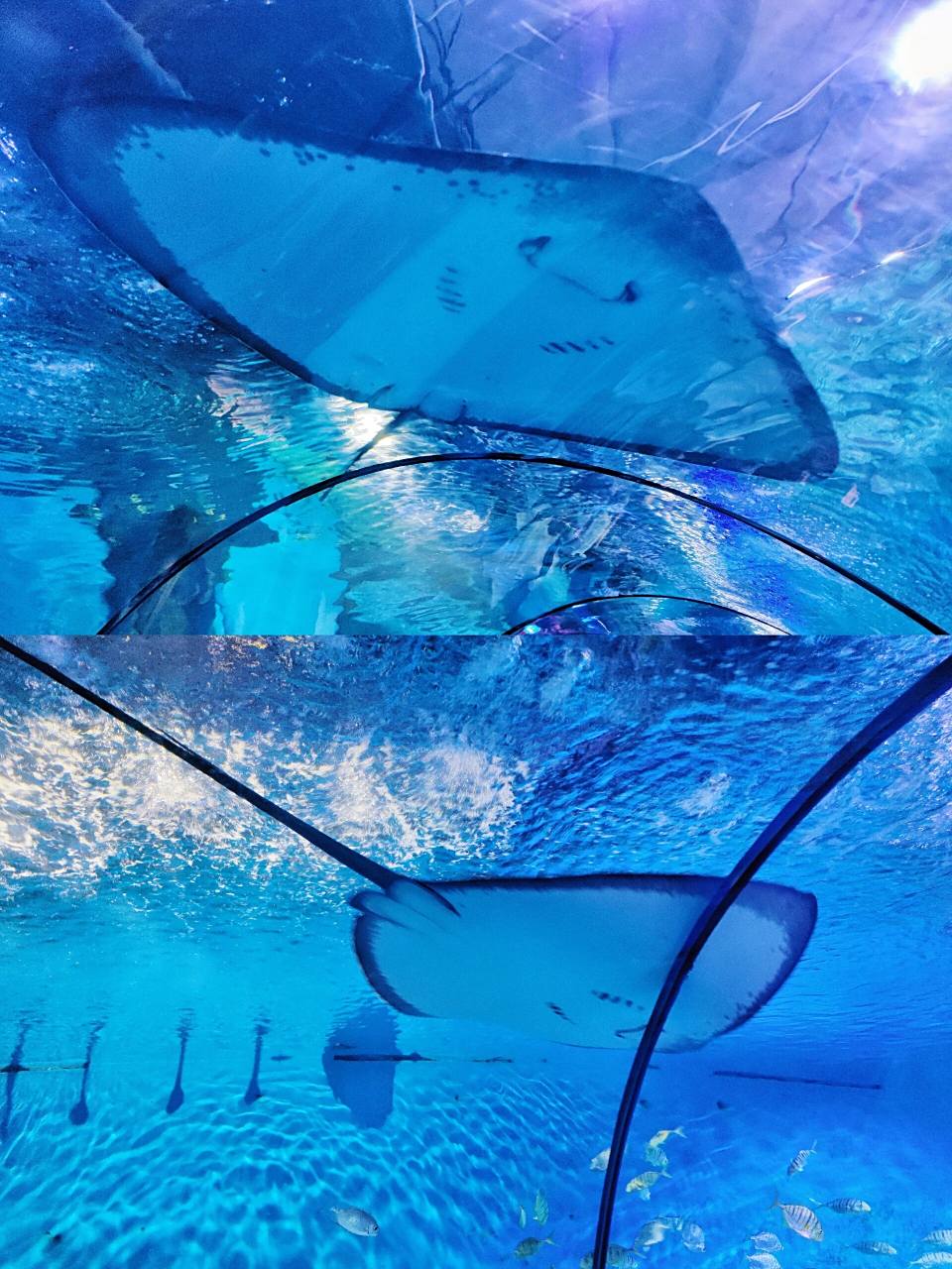 重庆欢乐海底世界98体验梦幻般的奇妙之旅 见了蓝色浪漫的海底隧道