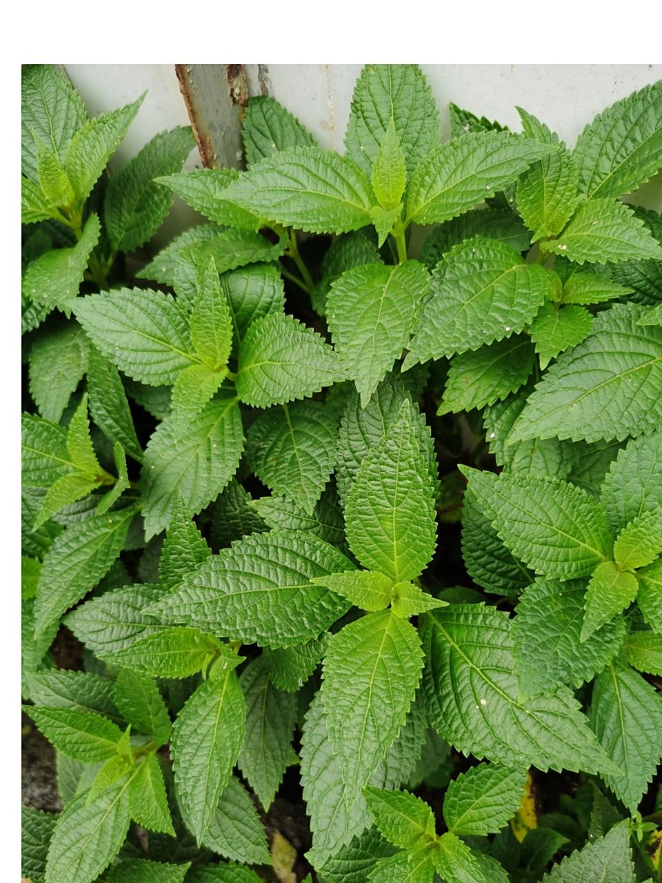 黄草是民间草药,俗称土黄连等,具有清热利湿,退黄祛湿,凉血散瘀的功效