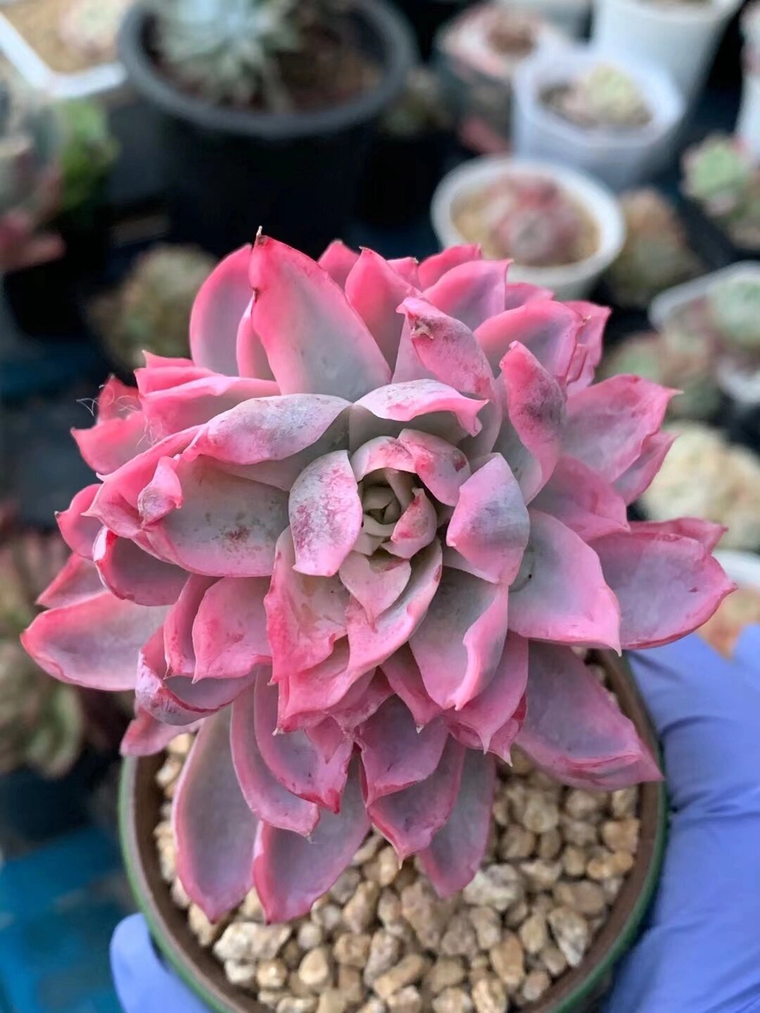 认识多肉第六十九天——紫罗兰女王覆轮锦 紫罗兰女王腹轮锦,一根宝莲