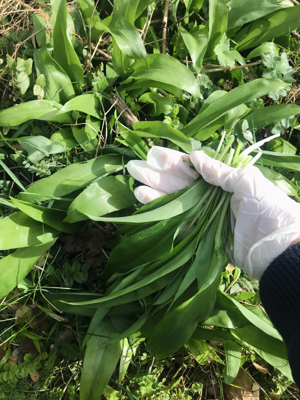 在欧洲爱尔兰9490采摘野韭菜(附3种吃 3月,是欧洲大面积的"野韭菜