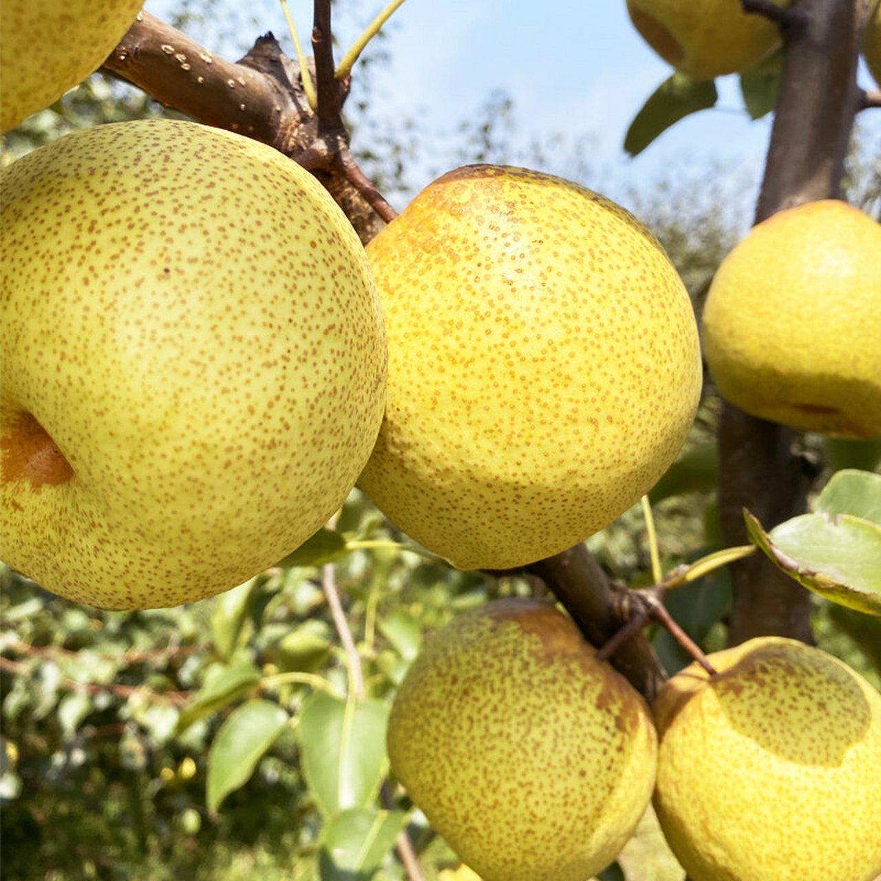 河南省特产 - 宁陵金顶谢花酥梨 宁陵县是中国酥梨之乡,已有700多年的
